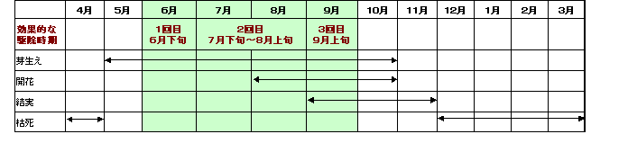 アレチウリのライフサイクル表