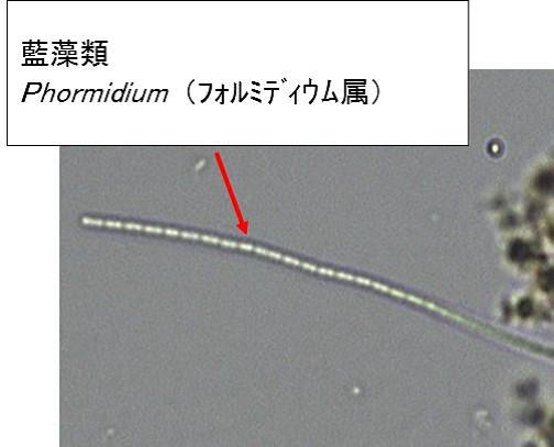 phormidium