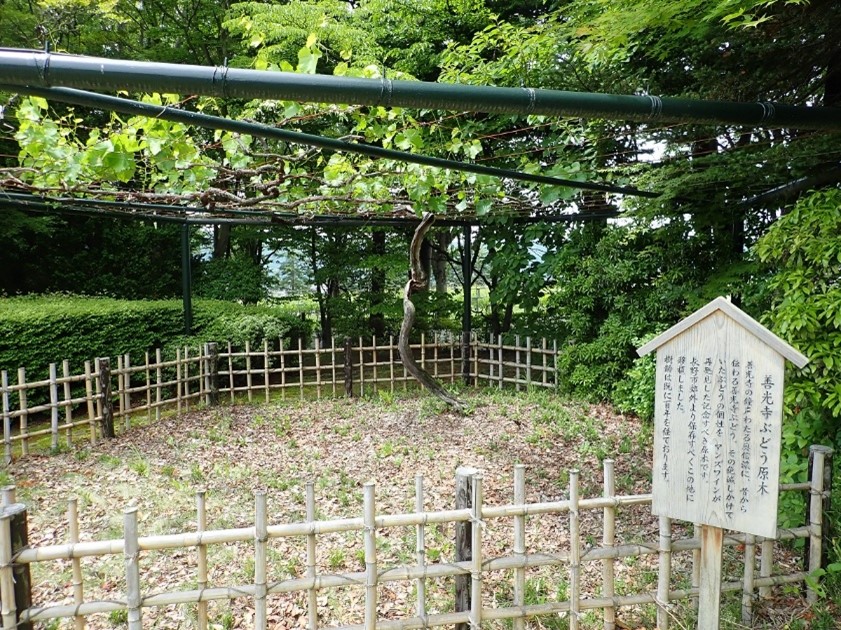 竜眼_原木