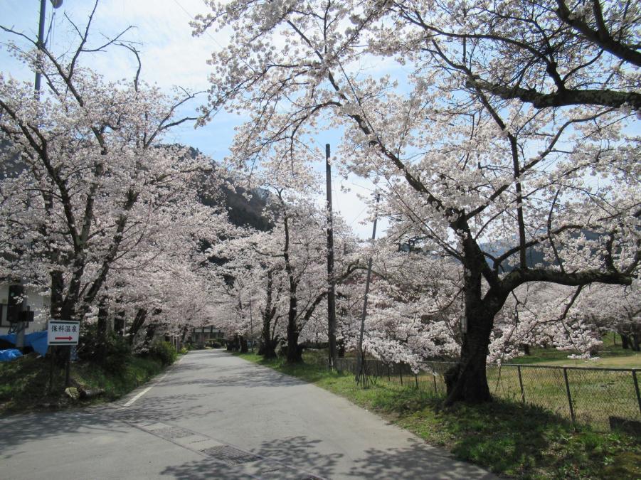 保科温泉桜