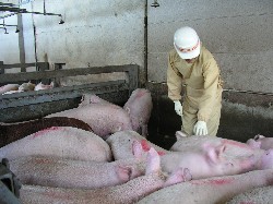 写真：生体検査の様子