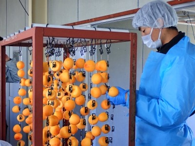 皮をむいた市田柿を吊るす様子