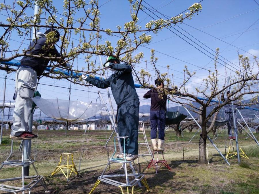 受粉樹から花を取る作業の様子