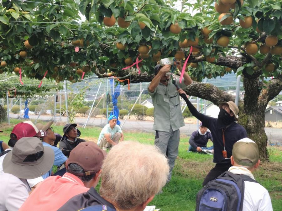 「天空のしずく」の特性、適期収穫の解説