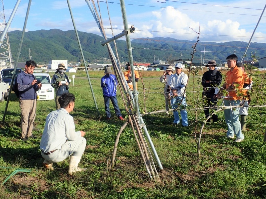 枝挿入法による白紋羽病判別の実演