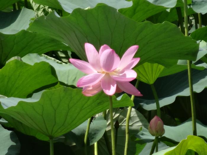 taigahasu2