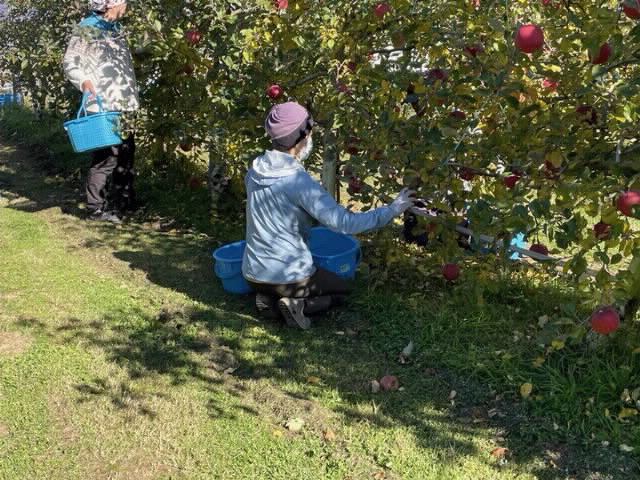 R31115リンゴ「ふじ」収穫2