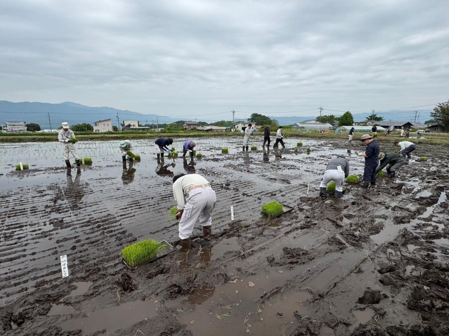原村奨励品種決定圃田植え