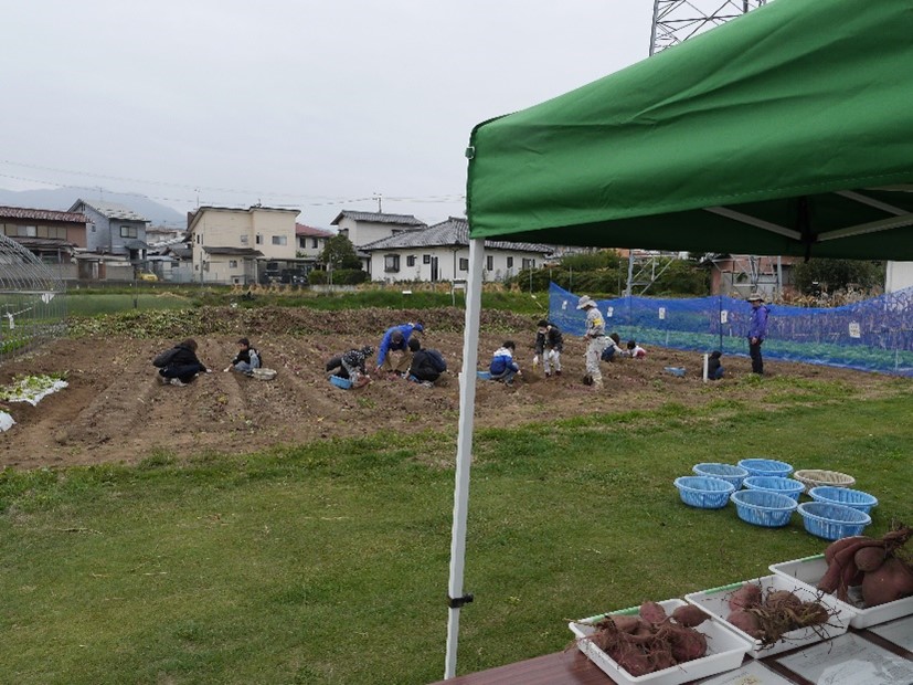 芋掘り体験の様子