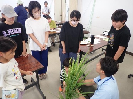 写真３　イネに花は咲くのだろうか？