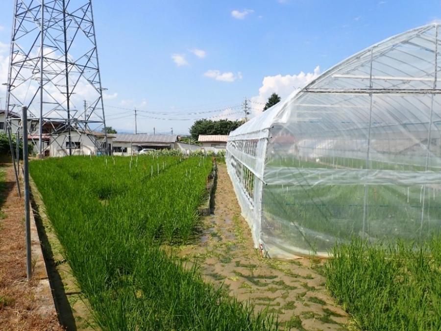 写真３　ハウス外（露地条件）の様子