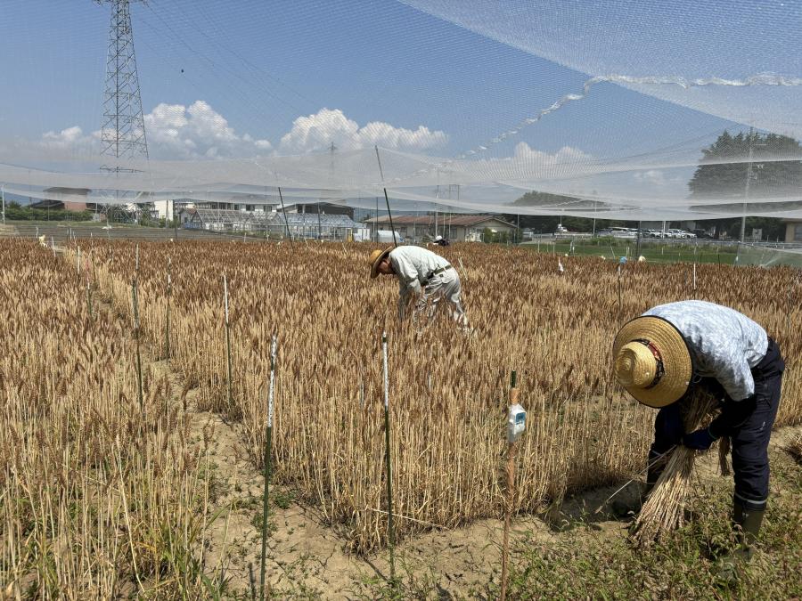 収量調査