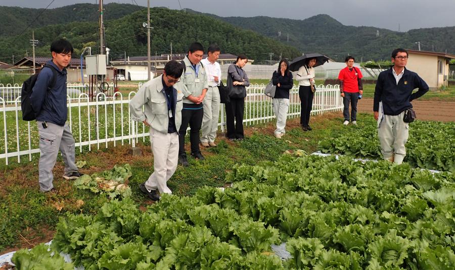 野菜の病害についてほ場で研修(分科会:野菜・花き)