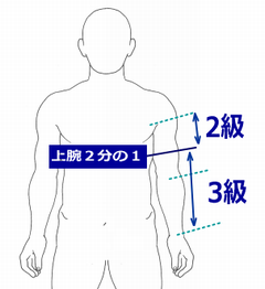 上半身図