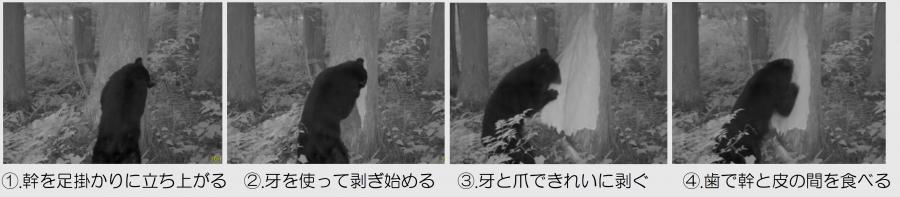 クマ被害