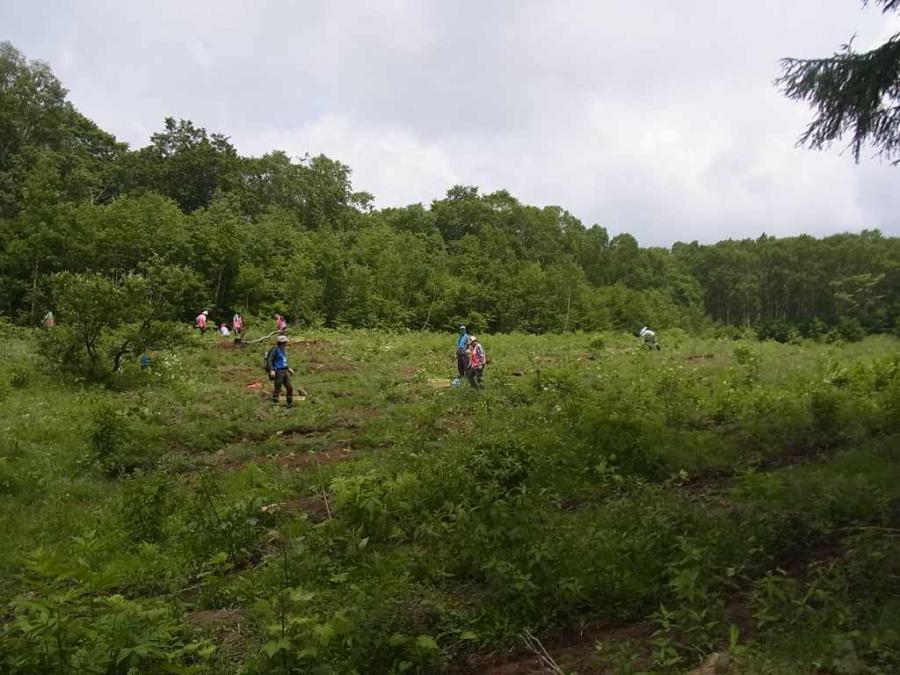 牧場跡地の緑化