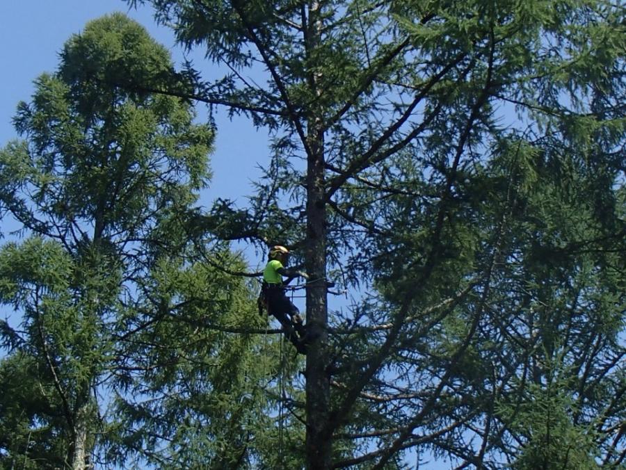 高所で種子採種