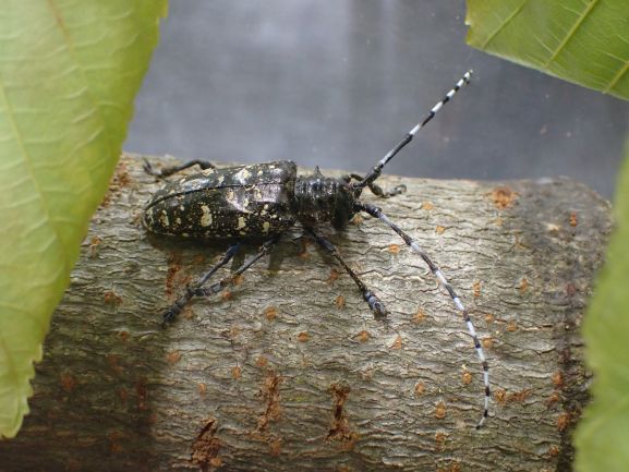 ツヤハダゴマダラカミキリ