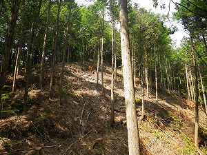 写真：高齢ヒノキ林での間伐効果の検証
