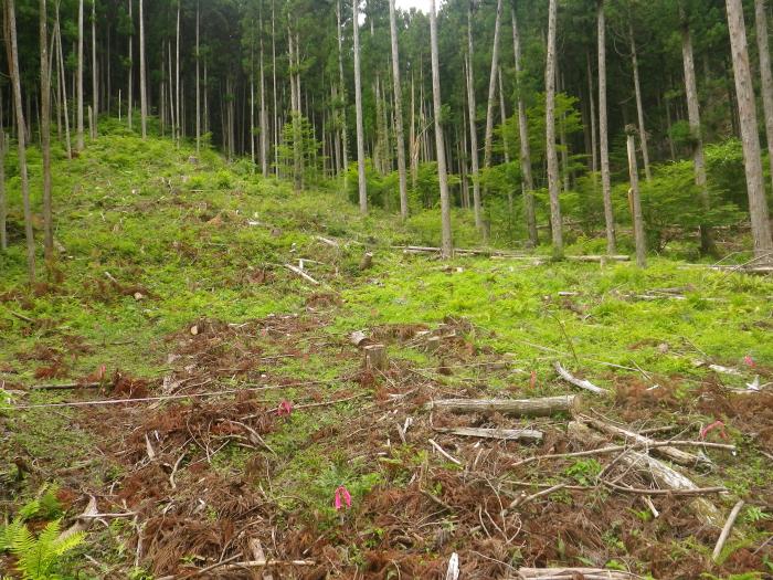 マルチキャビティコンテナ苗木植栽試験