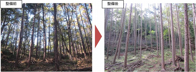 間伐