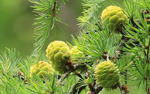 Larix-spring