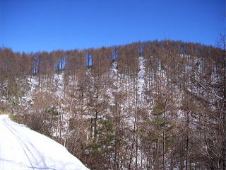 伐採箇所遠景