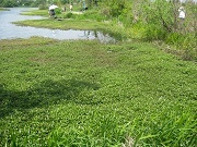 nagaetsurunogeitou01t