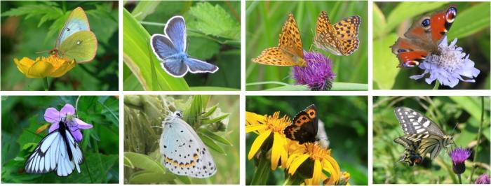 長野県の多様なチョウ