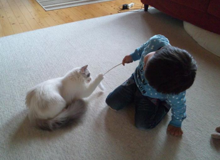 飼い主とのコミュニケーション