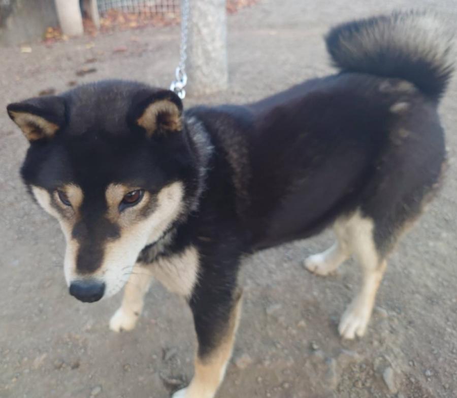 shiba1