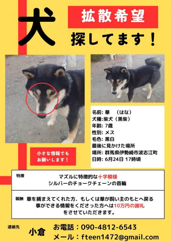 shiba2