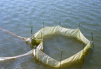 写真：浅科大池（溜池）での稚魚の採捕