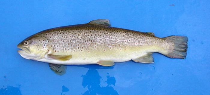 browntrout