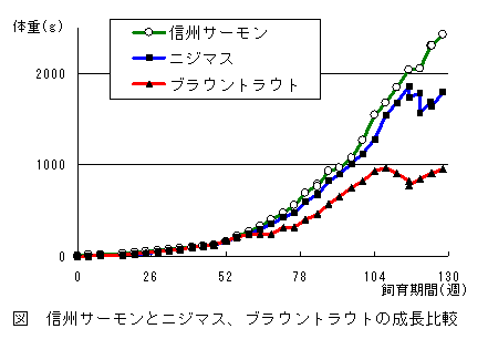 図：信州サーモンとニジマス、ブラウントラウトの成長比較