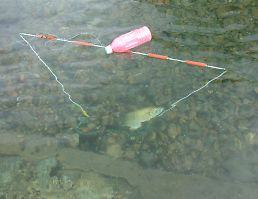 写真：小型三枚網（ブラックバスのオス親魚が捕獲された様子）