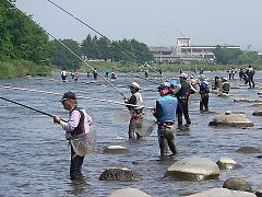 写真：アユの友釣りでにぎわう千曲川