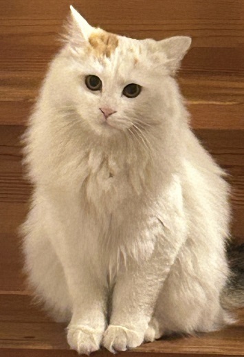 yukuefumeineko8-3.