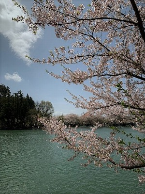 桜