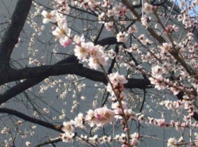 魯桃桜