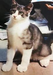 240724猫