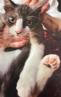 240724猫2