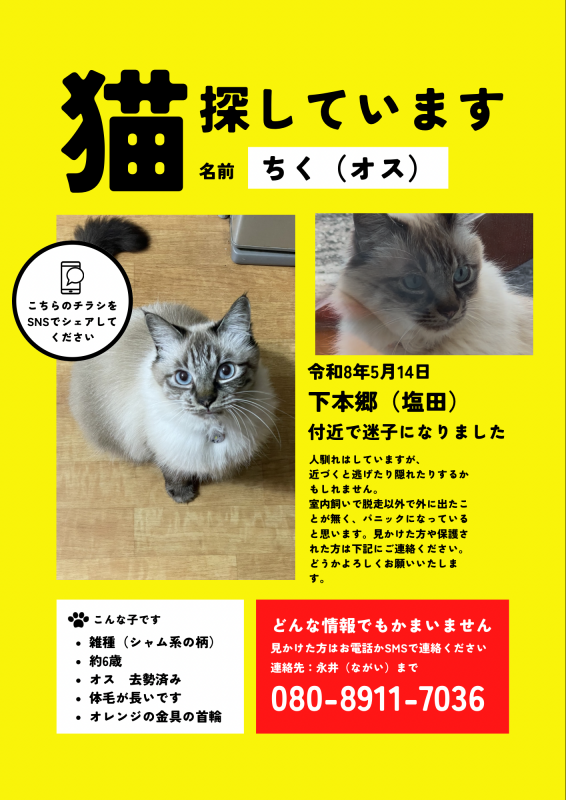 20260515猫