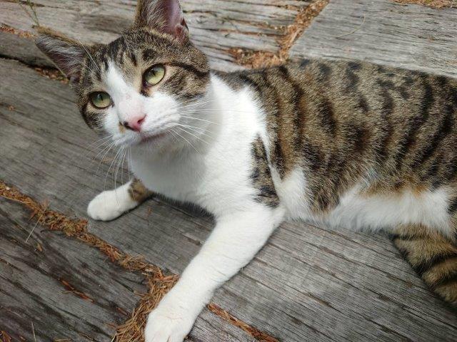 240611　猫
