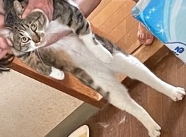 240626猫