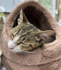 250723猫3