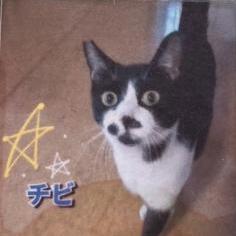 250805猫