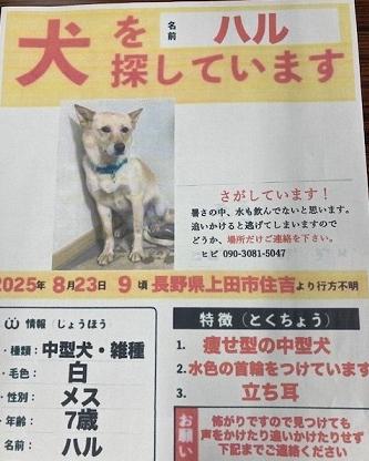 250826猫