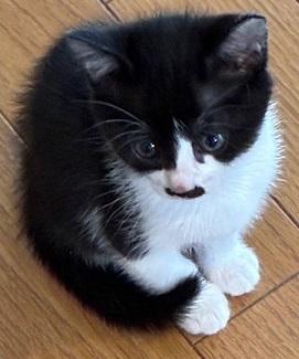 260630猫5
