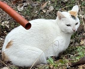 260115猫2